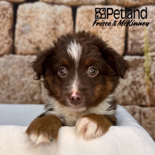 [#N00991] Red and Tan M Toy Australian Shepherd Puppies for Sale
