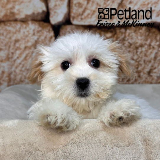 [#26102-01] White / Apricot M Malshi Puppies for Sale