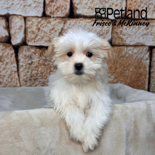 [#26102-02] White / Cream M Malshi Puppies for Sale