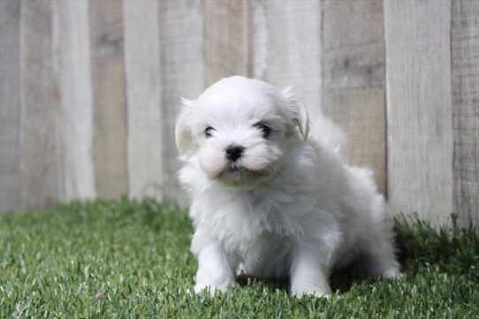 [#26219-03] White F Maltese Puppies for Sale