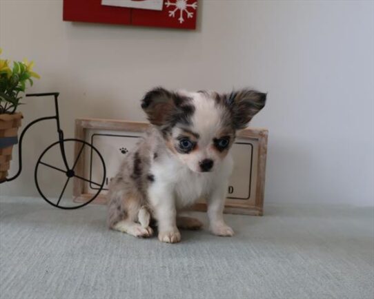 [#253202-03] Blue Merle / White F Chihuahua Puppies for Sale