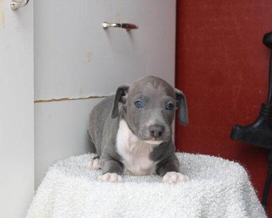 [#26202-01] Blue / White M Italian Greyhound Puppies for Sale