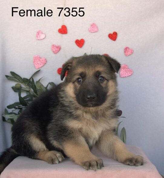 [#2695-04] Black / Tan F German Shepherd Dog Puppies for Sale