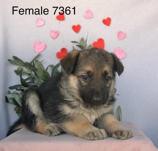 [#2695-05] Black / Tan F German Shepherd Dog Puppies for Sale