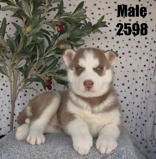 [#26110-02] Brown / White M Siberian Husky Puppies for Sale