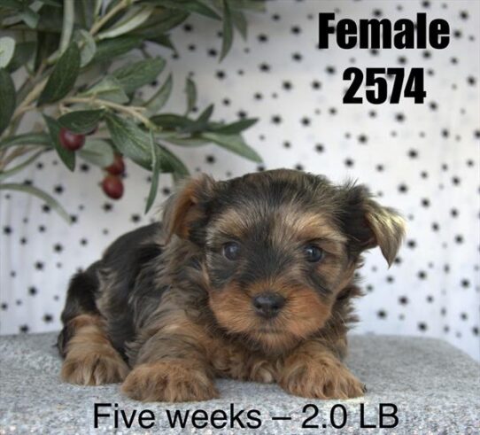 [#26111-01] Blue Merle F Yorkshire Terrier Puppies for Sale