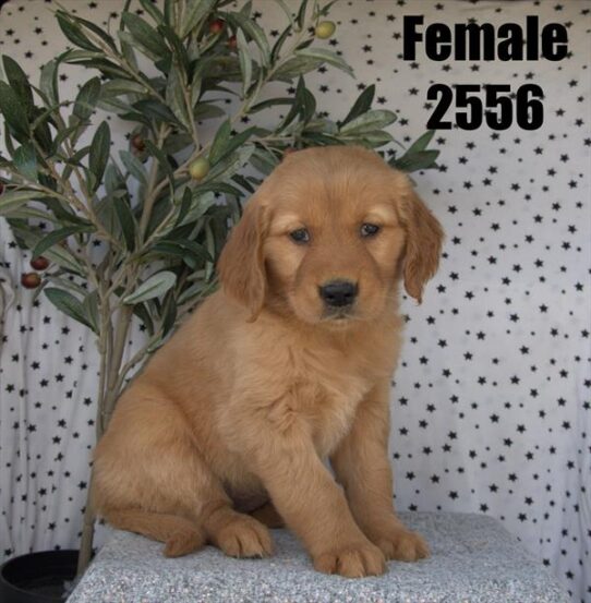 [#26116-03] Golden F Golden Retriever Puppies for Sale