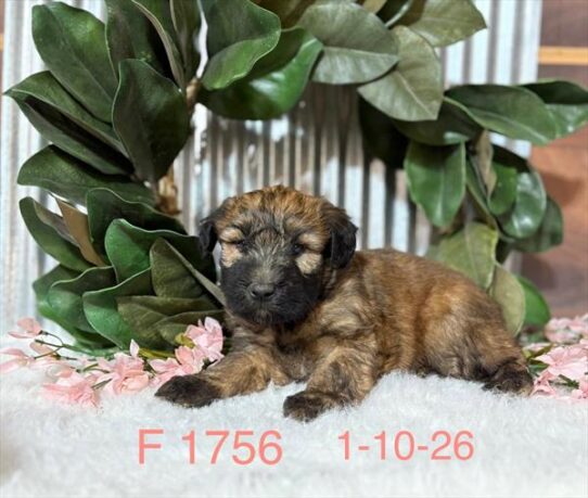 [#26118-06] Wheaten F Soft Coated Wheaten Terrier Puppies for Sale