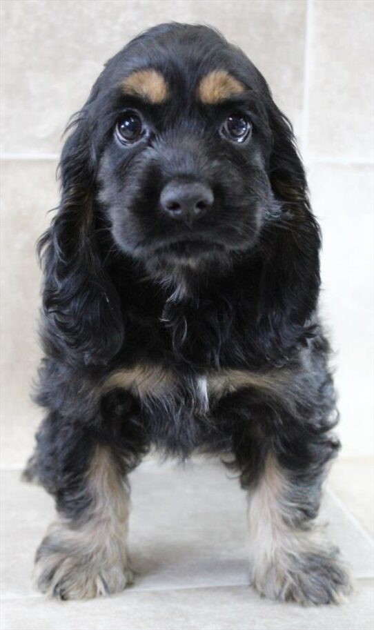 [#26103-01] Black / Tan M Cocker Spaniel Puppies for Sale