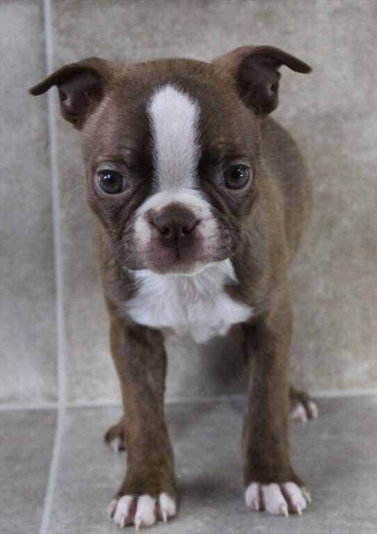 [#26101-03] Seal Brindle / White F Boston Terrier Puppies for Sale