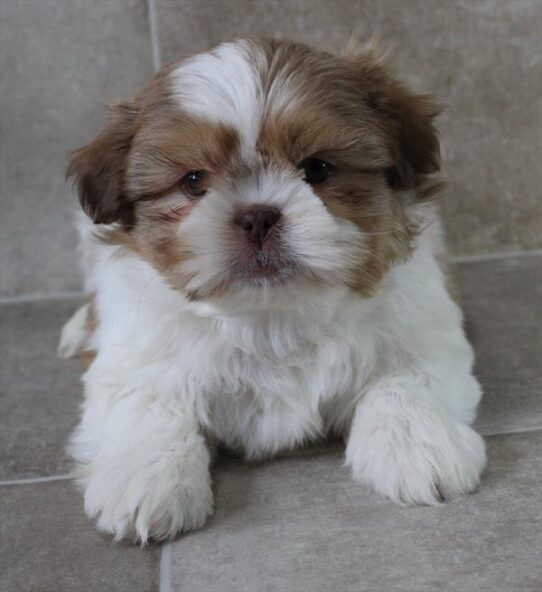 [#26102-01] Gold / White M Shih Tzu Puppies for Sale