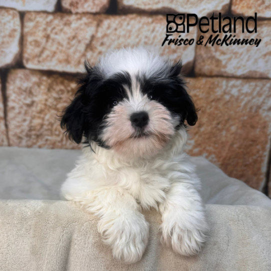 [#26115-02] White / Black M Havanese Puppies for Sale