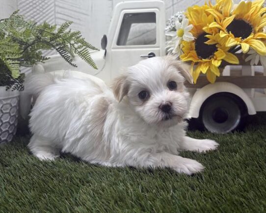 [#26167-02] White / Cream F Maltese/Havanese Puppies for Sale