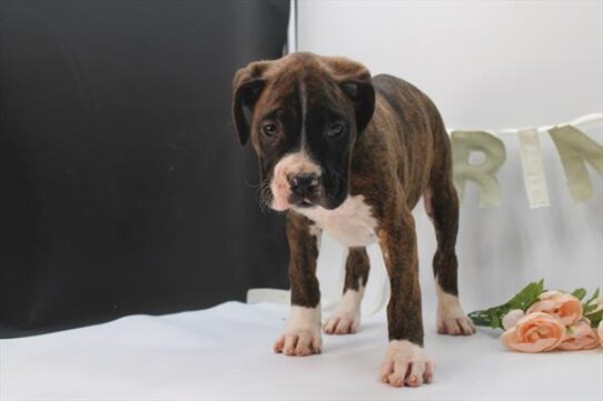 [#26114-01] Brindle M Boxer Puppies for Sale