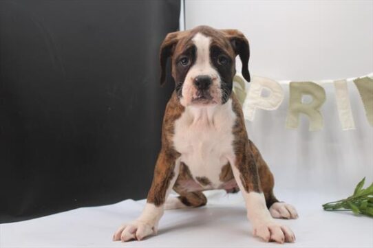 [#26114-05] Brindle F Boxer Puppies for Sale
