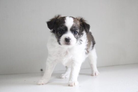 [#26355-01] Brown / White M Chihuahua Puppies for Sale