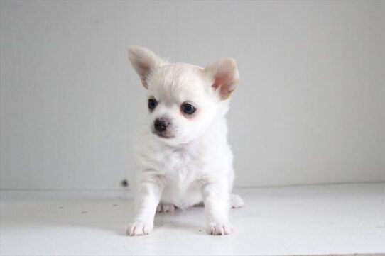 [#26355-02] White F Chihuahua Puppies for Sale