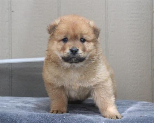 [#26404-01] Red M Chow Chow Puppies for Sale