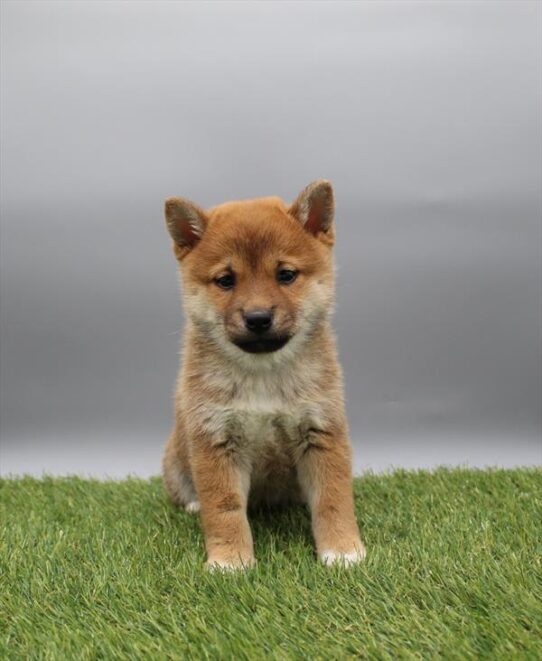 [#26228-03] Red Sesame F Shiba Inu Puppies for Sale