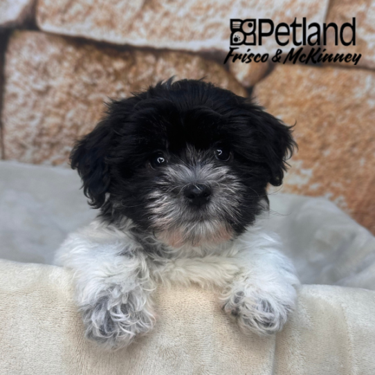 [#26115-04] White / Black F Havanese Puppies for Sale