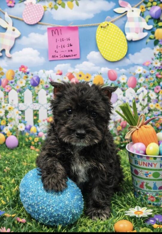 [#2653-01] Salt / Pepper M Miniature Schnauzer Puppies for Sale