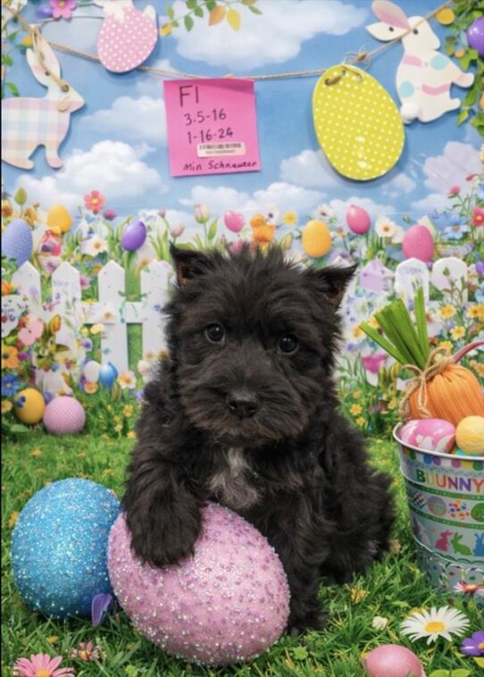 [#2653-02] Salt / Pepper F Miniature Schnauzer Puppies for Sale