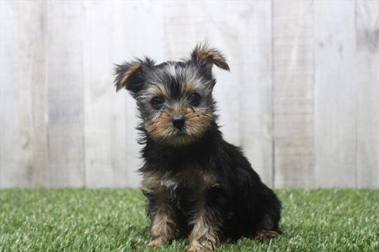 [#26442-01] Black / Tan M Yorkshire Terrier Puppies for Sale