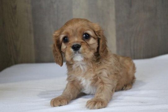 [#26590-03] Ruby M Cavalier King Charles Spaniel Puppies for Sale