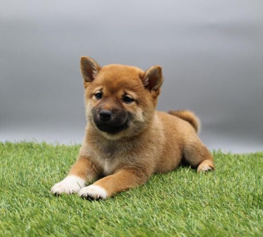 [#26298-02] Red Sesame F Shiba Inu Puppies for Sale