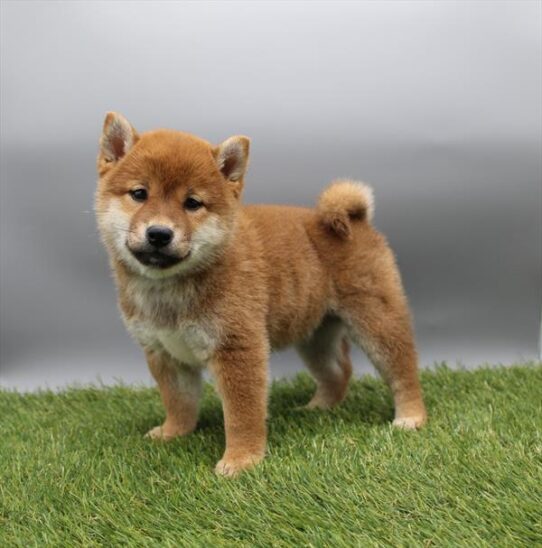 [#26298-04] Red Sesame F Shiba Inu Puppies for Sale