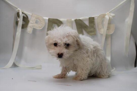 [#26169-03] Cream M Havanese Puppies for Sale