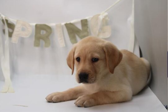 [#26287-05] Yellow M Labrador Retriever Puppies for Sale