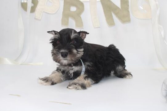 [#26269-06] Black / Silver F Miniature Schnauzer Puppies for Sale