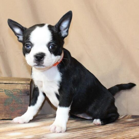[#26117-02] Black M Boston Terrier Puppies for Sale