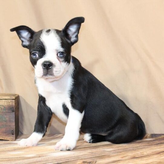 [#26117-03] Black Brindle F Boston Terrier Puppies for Sale