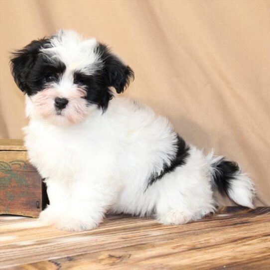 [#26115-02] White / Black M Havanese Puppies for Sale