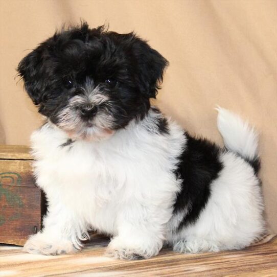 [#26115-04] White / Black F Havanese Puppies for Sale