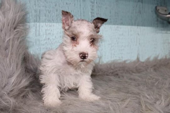 [#26347-04] Chocolate Merle F Miniature Schnauzer Puppies for Sale