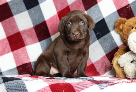 [#2642-03] Chocolate M Labrador Retriever Puppies for Sale