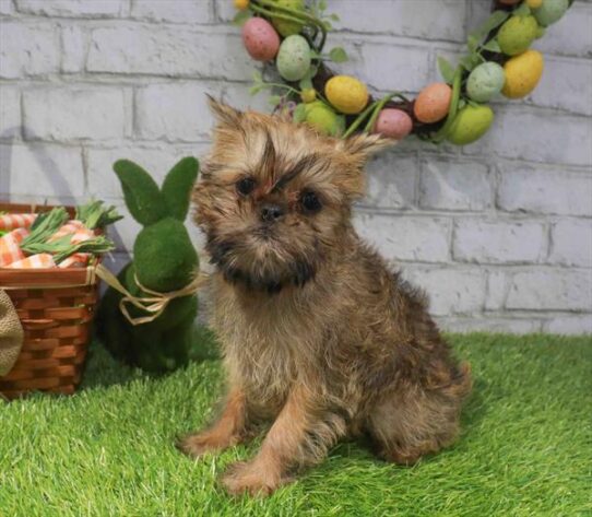 [#261017-01] Belge M Brussels Griffon Puppies for Sale