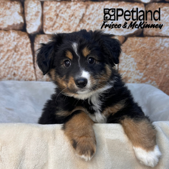 [#26116-03] Black / Tan F Australian Shepherd Puppies for Sale