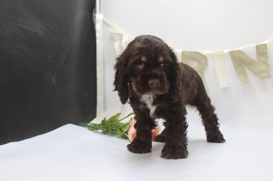 [#26451-03] Chocolate / Tan F Cocker Spaniel Puppies for Sale