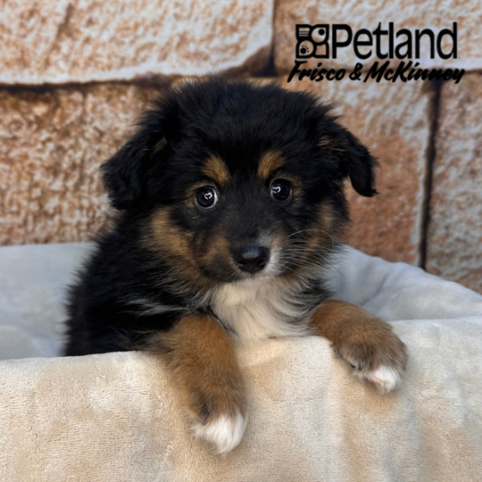 [#26116-04] Black / Tan F Australian Shepherd Puppies for Sale