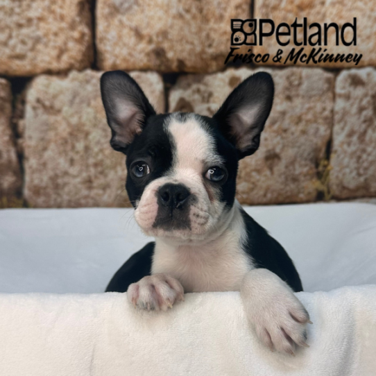 [#26117-02] Black M Boston Terrier Puppies for Sale