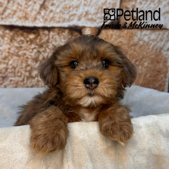 [#26119-01] Red Merle M LhasaPoo Puppies for Sale