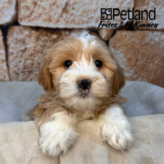 [#26119-03] Apricot M LhasaPoo Puppies for Sale