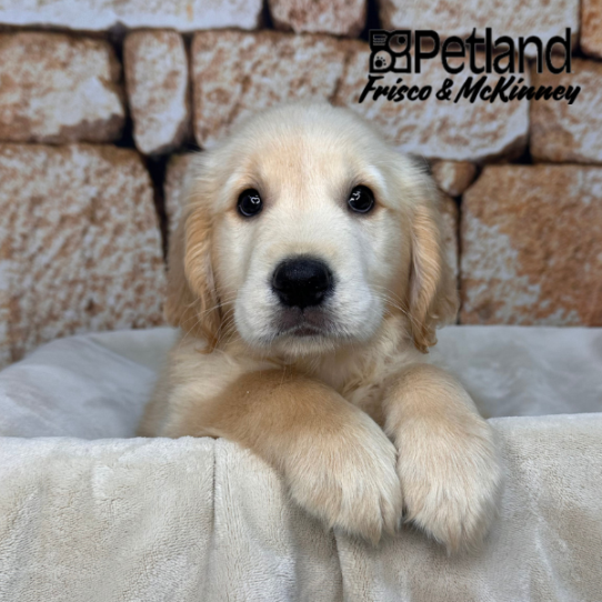[#26120-02] Golden M Golden Retriever Puppies for Sale