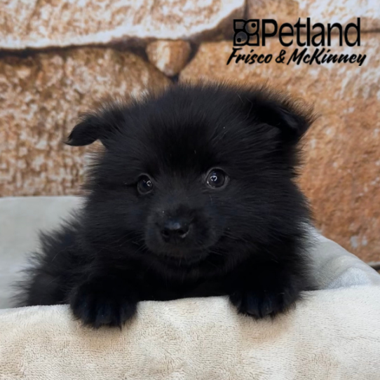 [#26121-01] Black M Pomeranian Puppies for Sale