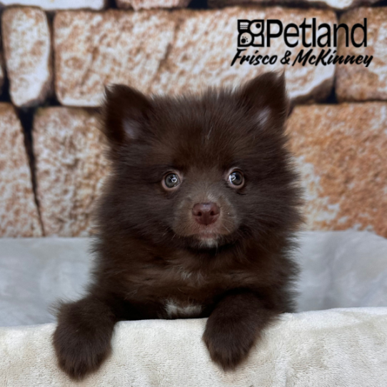 [#26121-03] Chocolate F Pomeranian Puppies for Sale