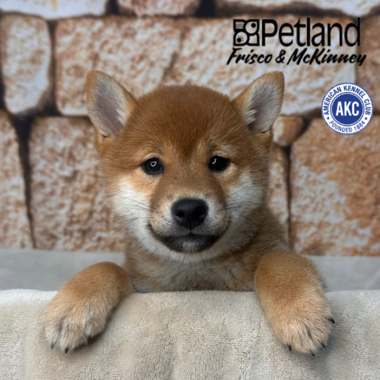 [#26298-04] Red Sesame F Shiba Inu Puppies for Sale